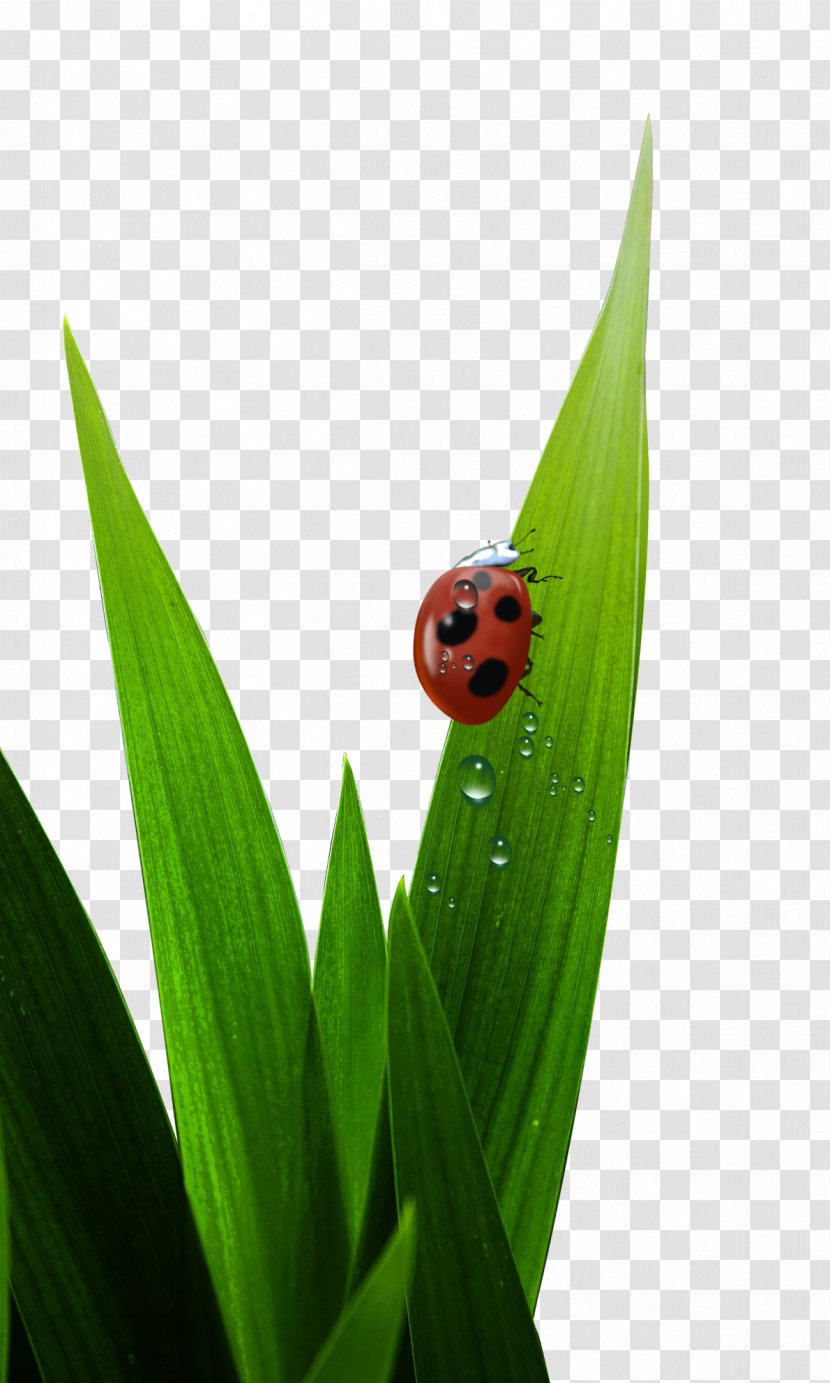 Ladybird Poster Download - Petal - Grass Ladybug Transparent PNG