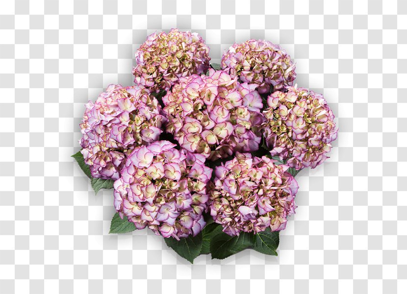 French Hydrangea Flower Plant Blue Violet - Hydrangeaceae - Blumen Transparent PNG