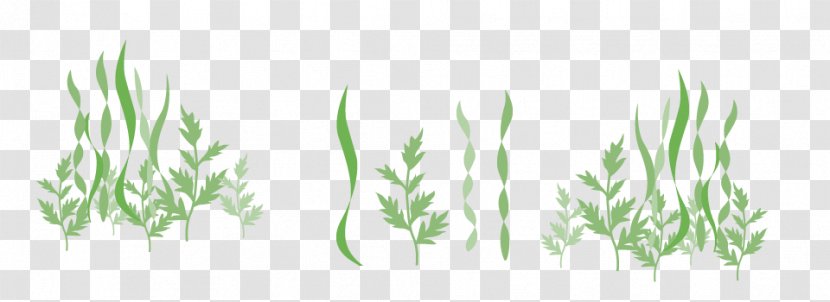 Seaweed Computer Software - Grass Family - Sea Transparent PNG