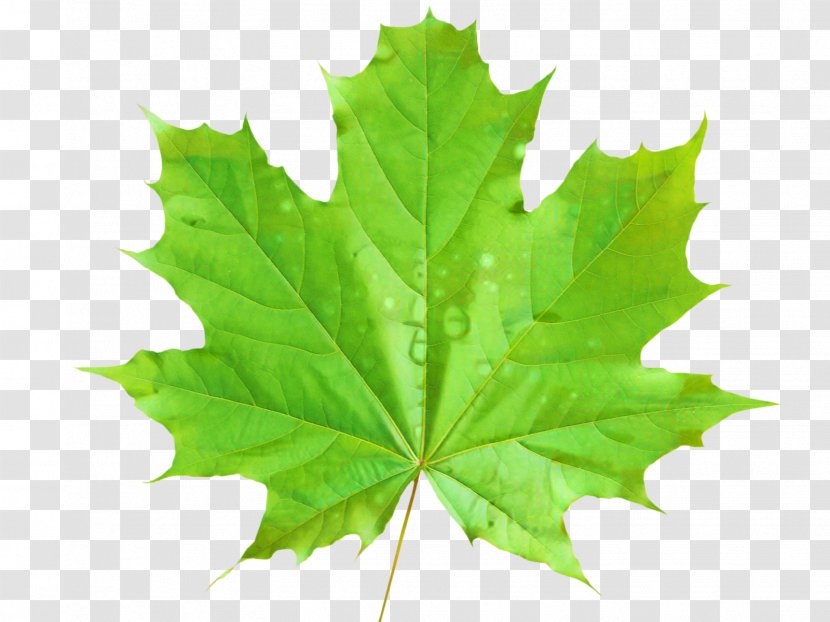 Maple Leaf Vector Graphics Clip Art Green - New Mexico - Flowering Plant Transparent PNG