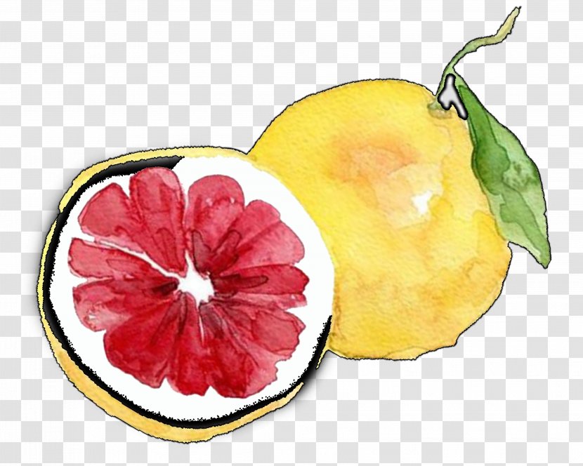 Grapefruit Lemon Pomelo - Hesperidium - Hand-painted Fresh Sweet Transparent PNG