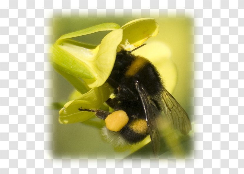 Calma Do Mar São Jorge Island Faial Honey Bee Hiking - Slow Movement - Azores Transparent PNG