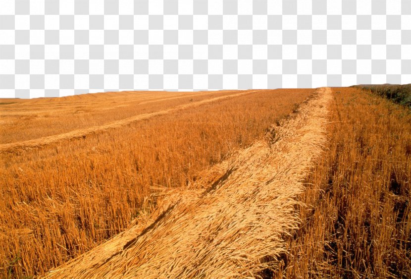 Saskatoon Wheat Harvest Photography Wallpaper - Soil - Golden Yellow Field Transparent PNG