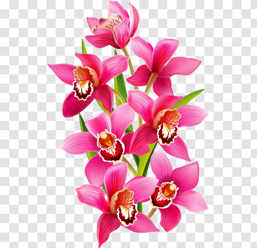 Variety Clipart - Cattleya - Floristry Transparent PNG