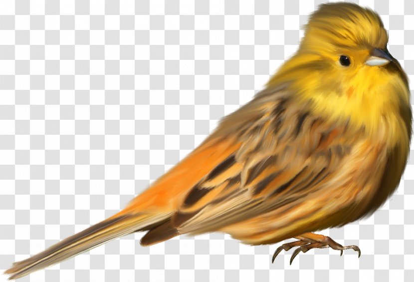 Domestic Canary Ortolan Bunting House Sparrow American Sparrows Transparent PNG