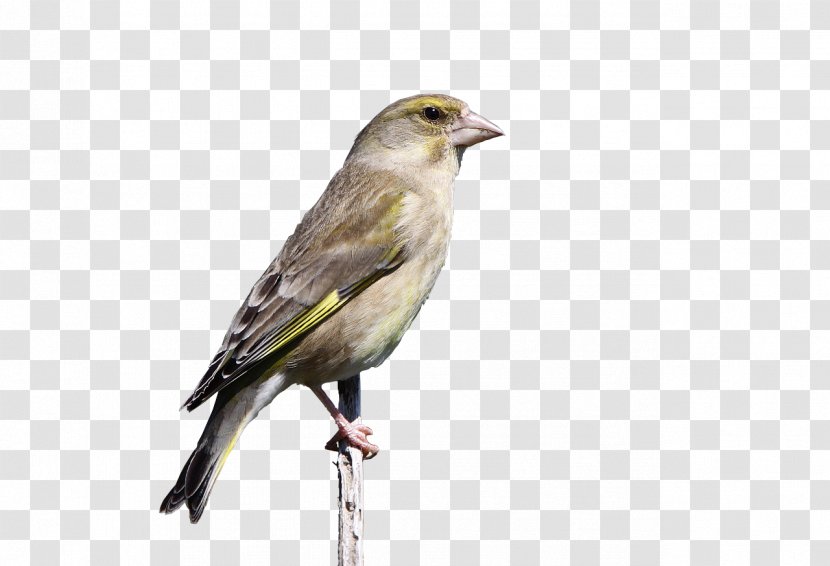 House Sparrow Bird Finches Finch - Job Transparent PNG