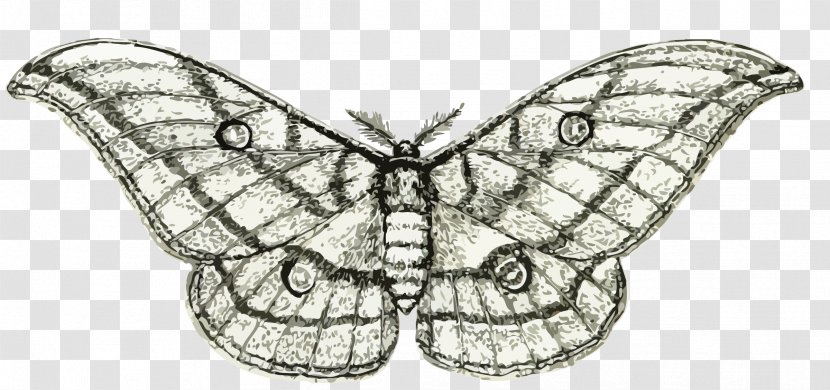 Butterfly Moth Insect Clip Art - Wing - ANIMAl Transparent PNG