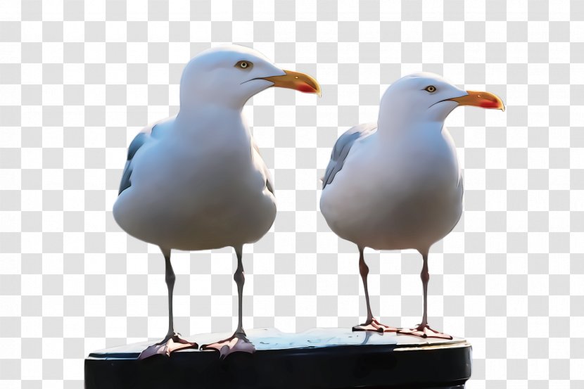 Bird European Herring Gull Western Beak - Lari Water Transparent PNG