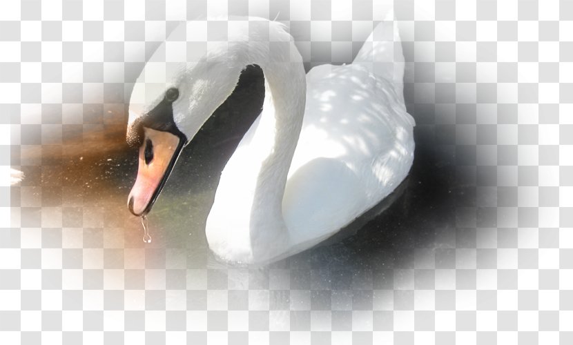 Cygnini Water Bird Desktop Wallpaper Beak - Closeup Transparent PNG