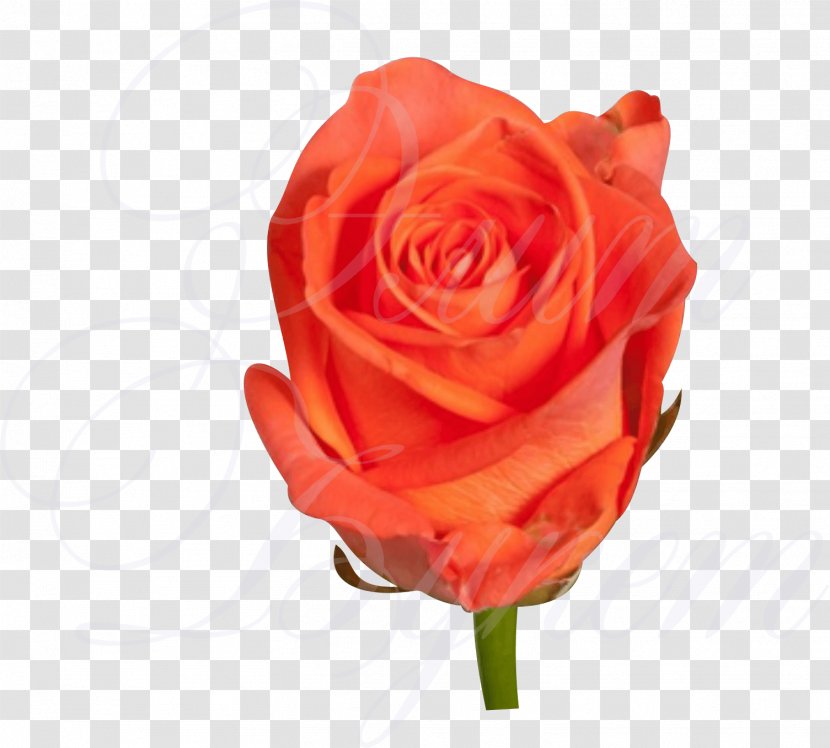 Garden Roses Uralskaya Roza Floribunda Flower Bouquet - Red Transparent PNG