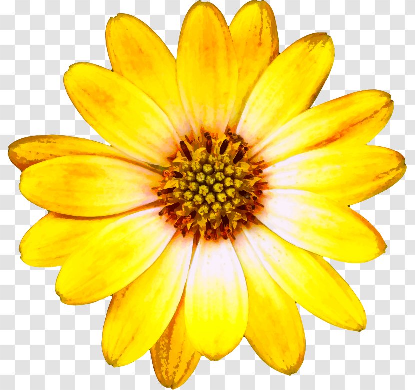 Oxeye Daisy Flower Common Family Argyranthemum Frutescens - Sunflower Seed - Open Flowers Transparent PNG