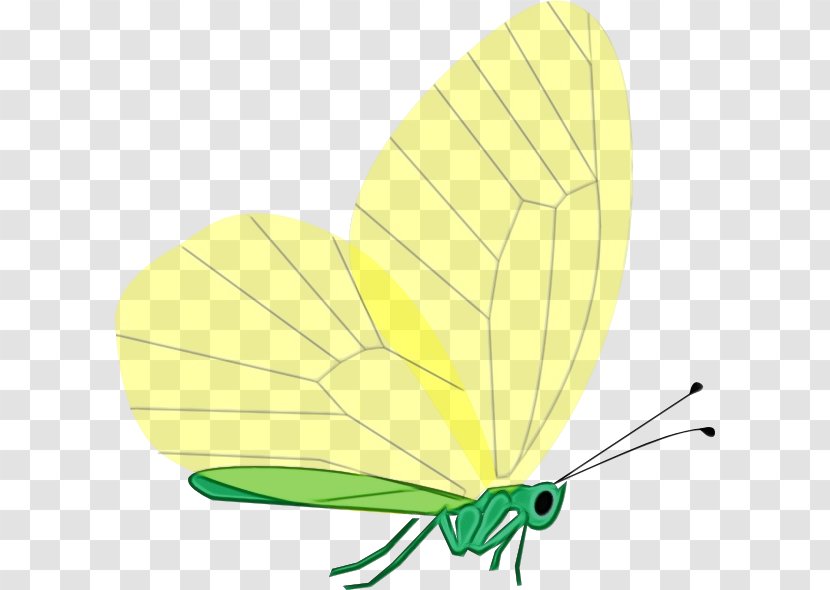 Yellow Tree - Butterfly - Brushfooted Damselfly Transparent PNG