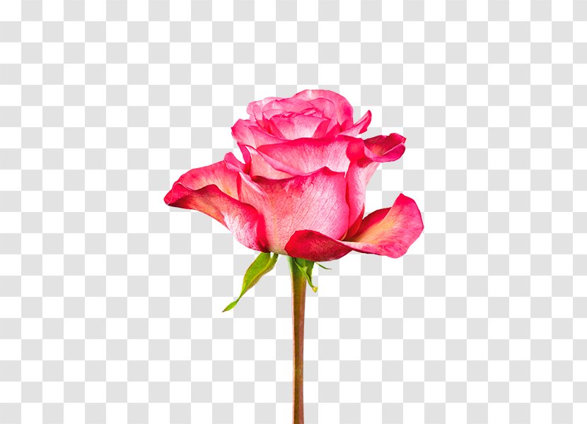 Garden Roses Cabbage Rose Pink Cut Flowers Plant Stem - Rosa Centifolia Transparent PNG