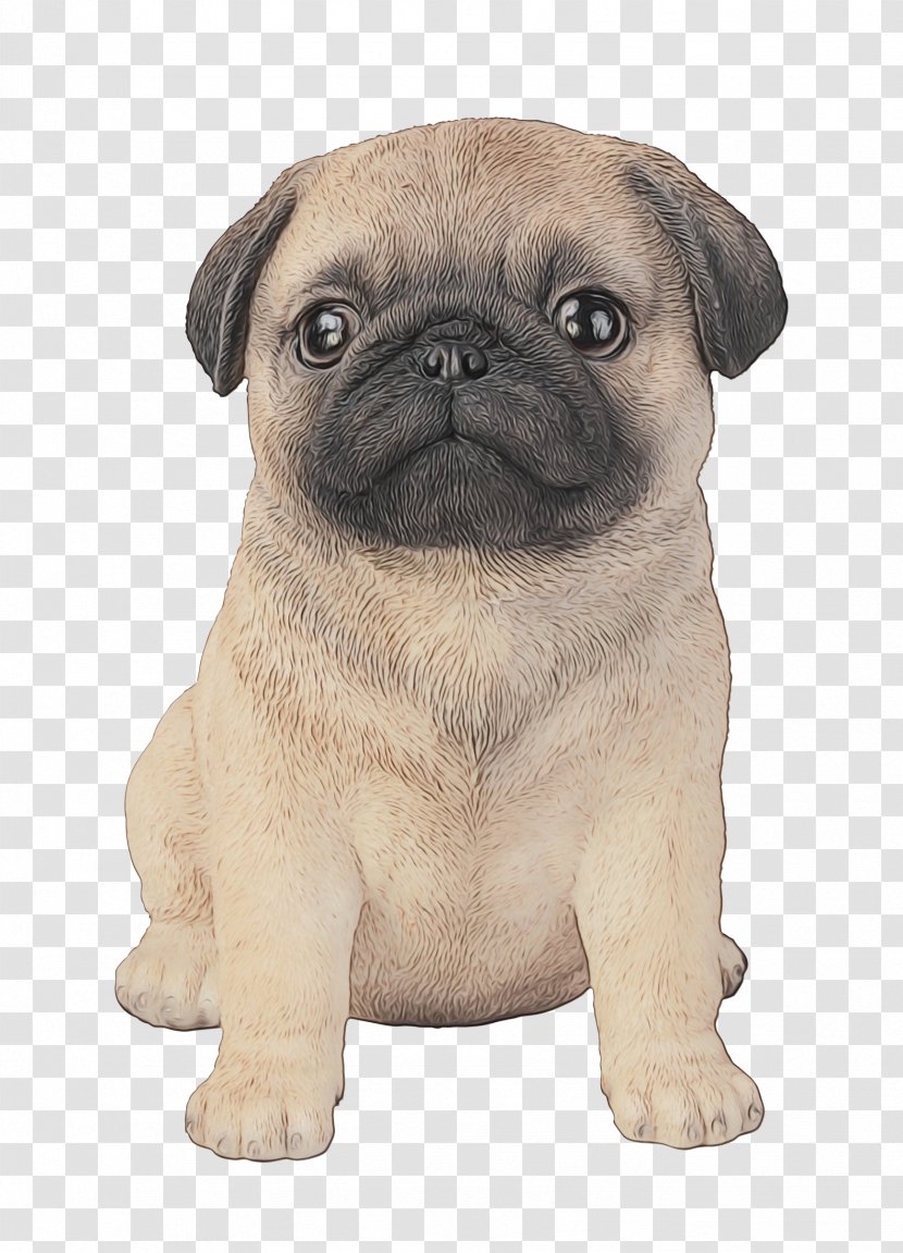 Dog Pug Breed Snout Puppy - Skin Transparent PNG