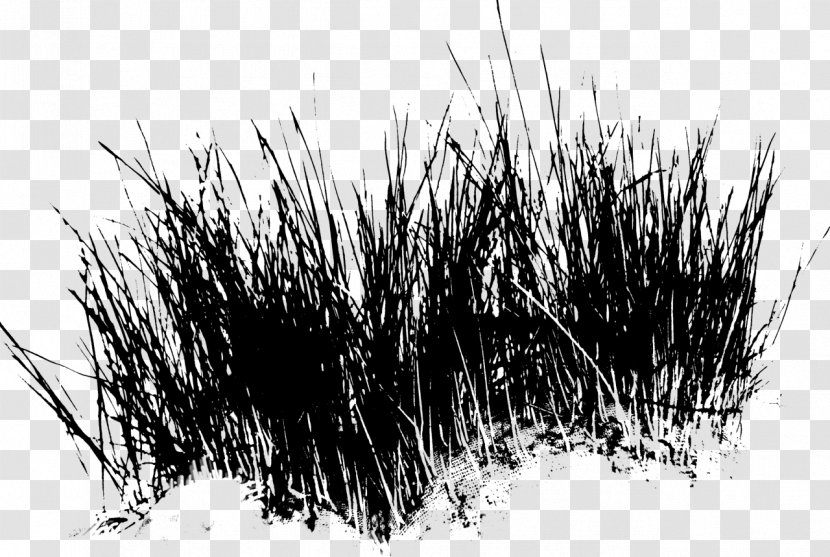 Black & White - Monochrome - M Grasses Branching Transparent PNG