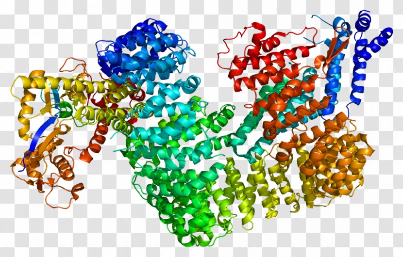 CAND1 Neddylation CUL3 Cullin Protein - Tree - Heart Transparent PNG