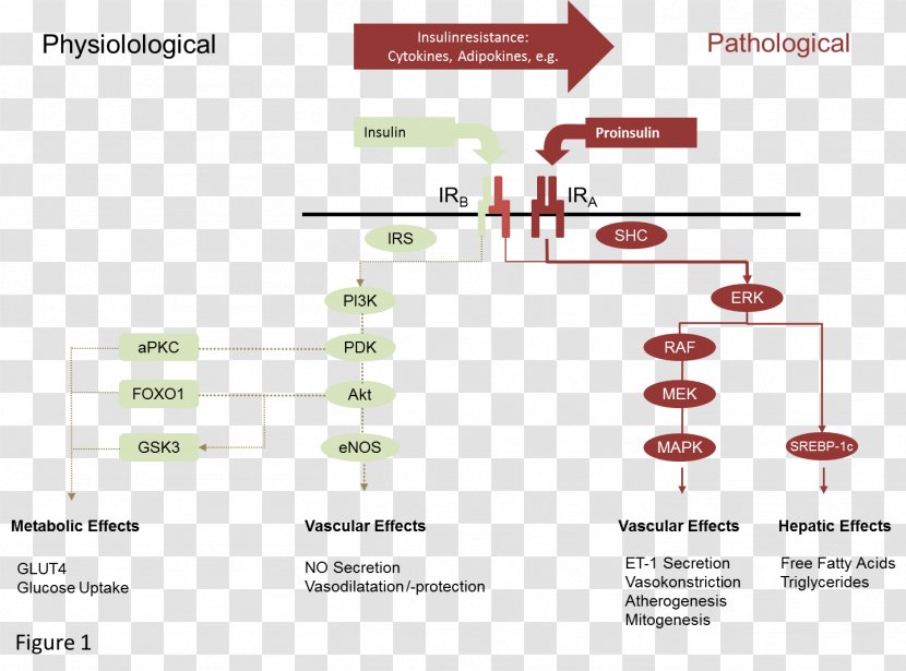 Insulin Resistance Signal Transduction Pathway Receptor Diabetes Mellitus - Endocrine Disease - Muscle Tissue Transparent PNG