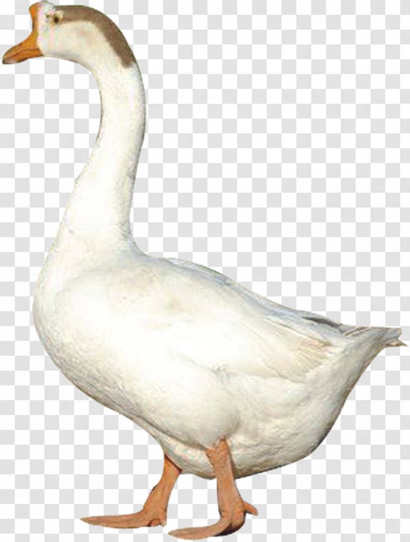 Duck Domestic Goose Poultry Chicken - Neck - Spotted Remember Transparent PNG