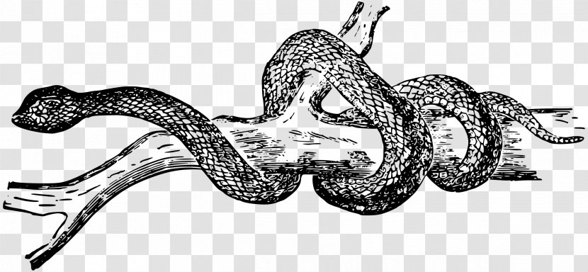 Black Rat Snake Reptile Clip Art - Line - Snakes Transparent PNG