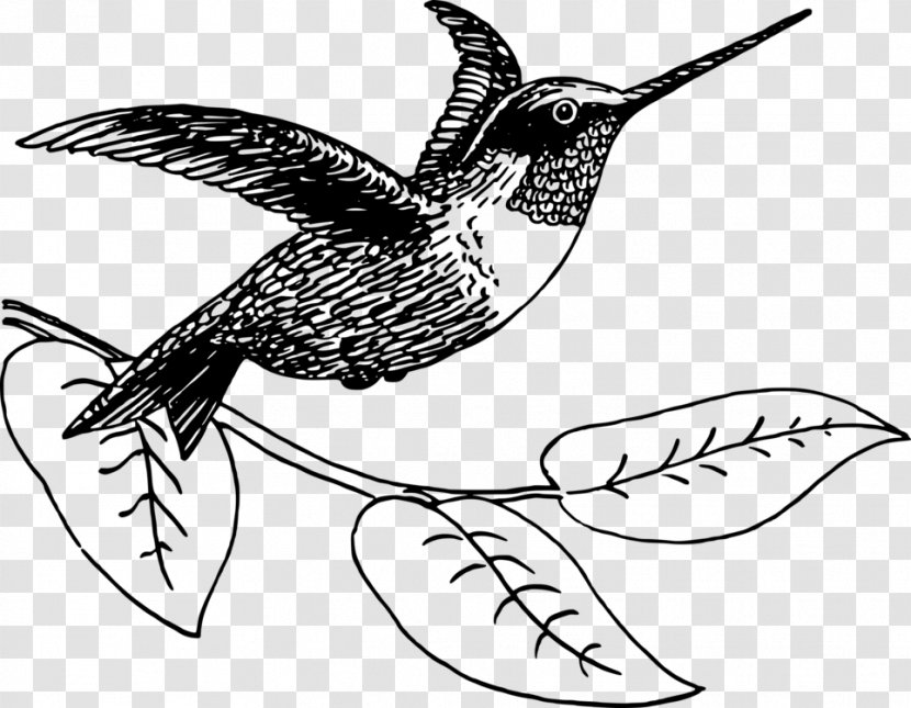 Hummingbird Vector Graphics Clip Art Illustration - Rubythroated - Birds Drawing Line Transparent PNG