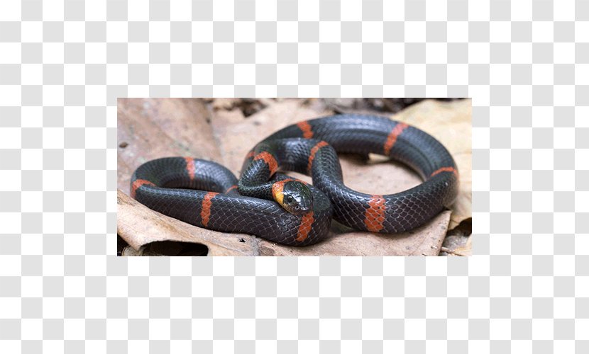Kingsnakes Elapid Snakes Colubrid - Snake Transparent PNG