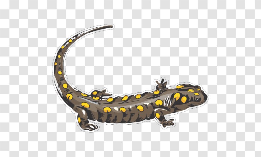 Newt Bumper Sticker Car Adhesive - Salamandra Transparent PNG