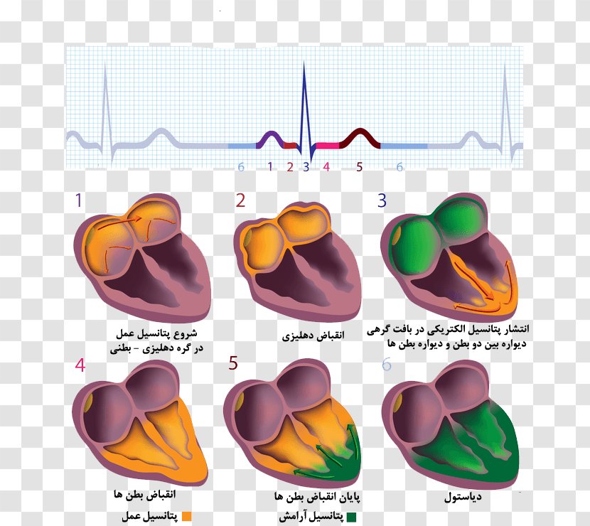 Cardiac Muscle Electrocardiography Electrical Conduction System Of The Heart Stock Photography - Arrhythmia Transparent PNG