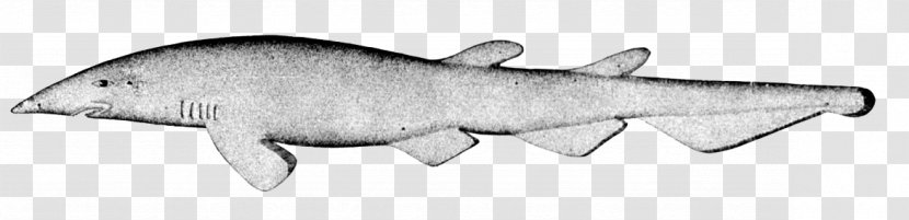 Deepwater Catshark Great Lanternshark White Shark Animal - Isurus Oxyrinchus Transparent PNG
