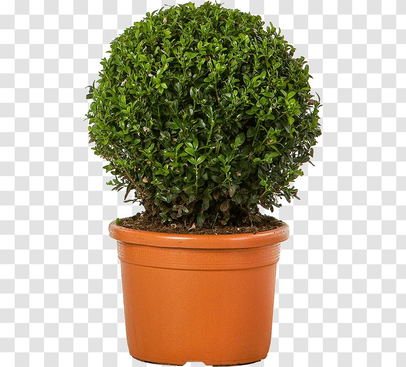 Flowerpot Box Shrub Chinese Sweet Plum Tree - Evergreen - Boxwood Hedge Transparent PNG