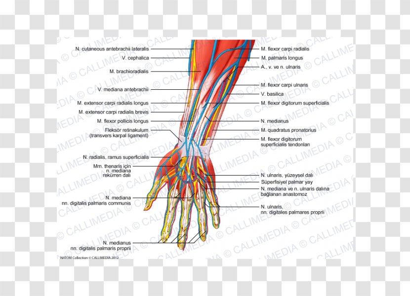 Forearm Radial Nerve Human Anatomy - Frame - Hand Transparent PNG