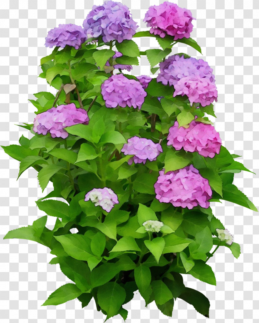 Hydrangea Annual Plant Shrub Houseplant Plants Transparent PNG