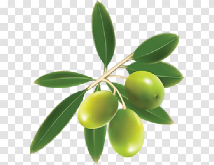 Family Tree Background - Woody Plant - Olive Fruit Transparent PNG
