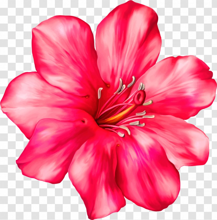 Clip Art Flower Desktop Wallpaper Vector Graphics - Mallow Family - Norwegian Draw Beautiful Flowers Transparent PNG