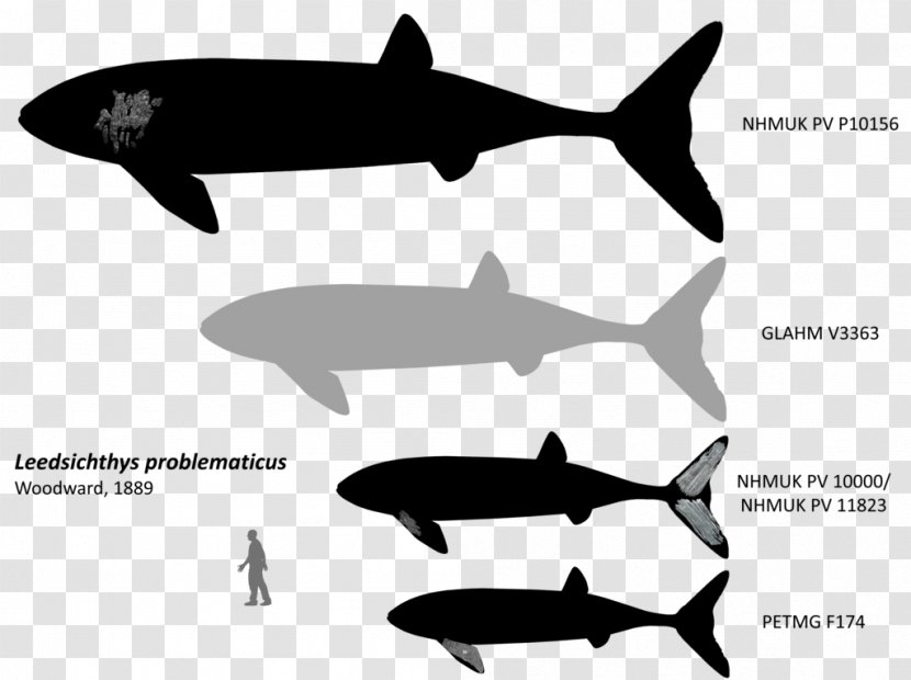 Leedsichthys Bony Fishes Whale Liopleurodon Pliosaurus - Wildlife Transparent PNG