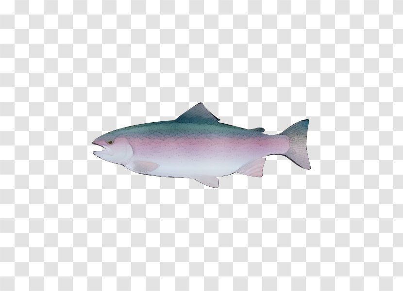 Fish Fin Salmon Sockeye - Watercolor - Oily Rayfinned Transparent PNG