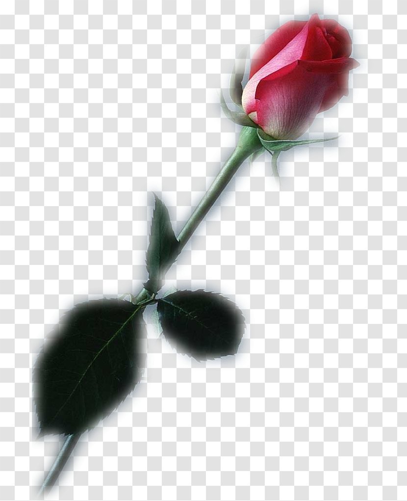 Garden Roses Red Flower - Painting - Rose Transparent PNG