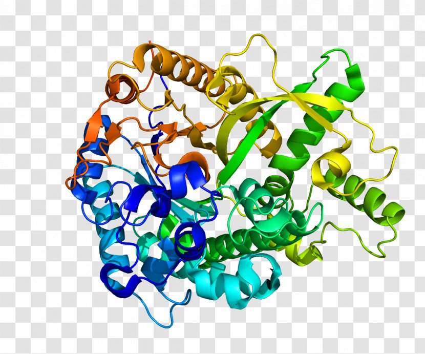 Klotho Alpha-L-fucosidase Glycan Protein Enzyme - Watercolor - Chromosome Transparent PNG