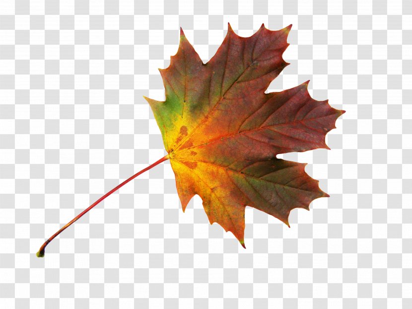 Maple Leaf Autumn - Leaves Transparent PNG