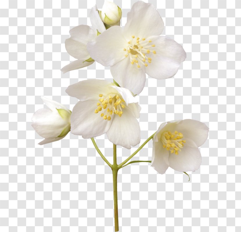 Jasmine Stock Photography Flower Desktop Wallpaper White Transparent PNG