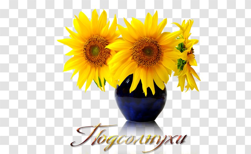 Common Sunflower Seed - Business - Flower Transparent PNG