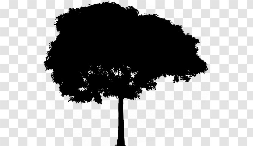 Vector Graphics Tree Drawing Image Ecology - Pictogram Transparent PNG