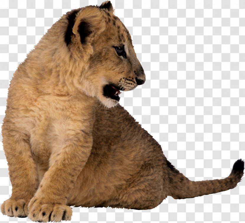East African Lion Cougar Tiger Animal Clip Art - Jaguar - Cub Transparent PNG