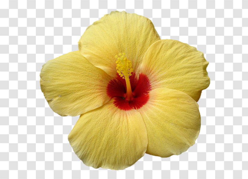 Shoeblackplant Yellow Natural Science Skin Care - Plant - Hibiscus Transparent PNG