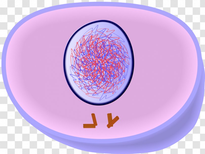 Mitosis And Meiosis Interphase Cell Division Transparent PNG