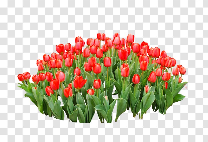 Tulip Red Flower - Plant - Tulips Transparent PNG