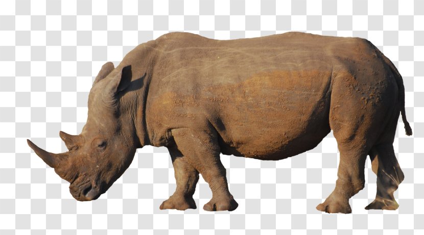 Indian Rhinoceros Poaching Animal Horn - Snout - Rhino Transparent PNG