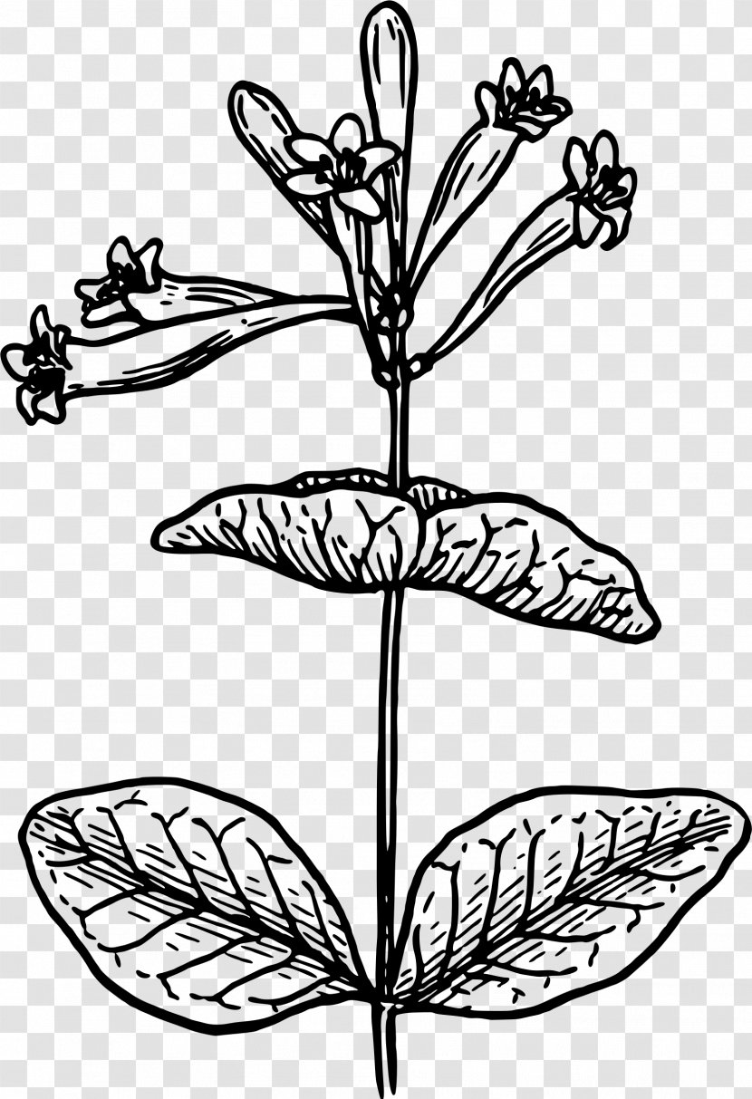 Honeysuckle Drawing Art Clip - Symmetry Transparent PNG