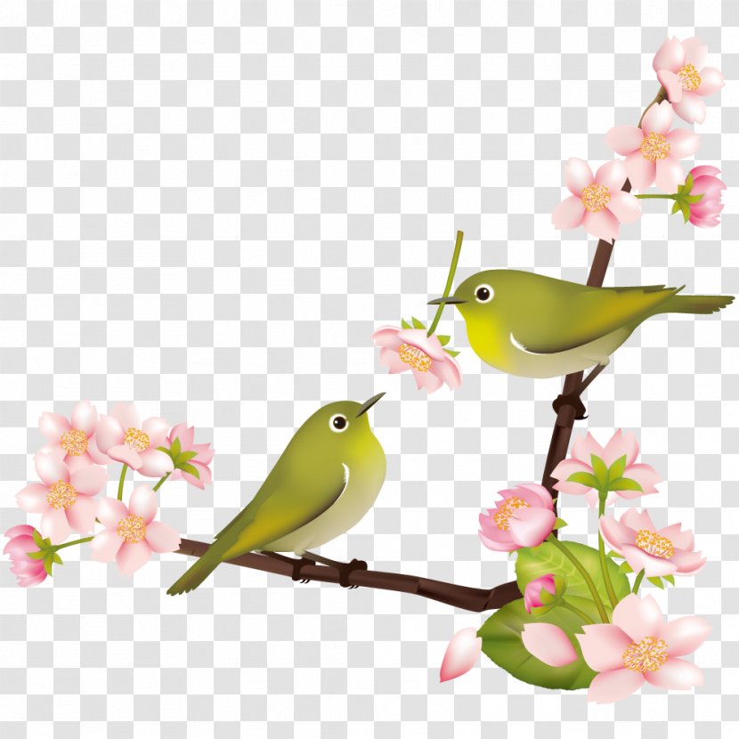 Cherry Blossom Japanese White-eye Bush Warbler Bird 鶯色 - Finch Transparent PNG