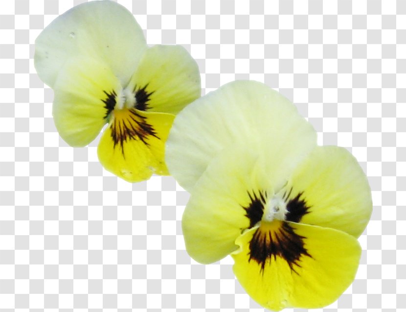 Pansy Petal - Plant Transparent PNG