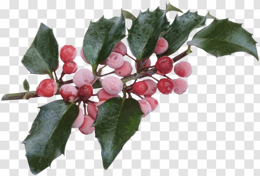 Yaupon Christmas Ilex Crenata Common Holly Aquifoliales - HOLLY Transparent PNG